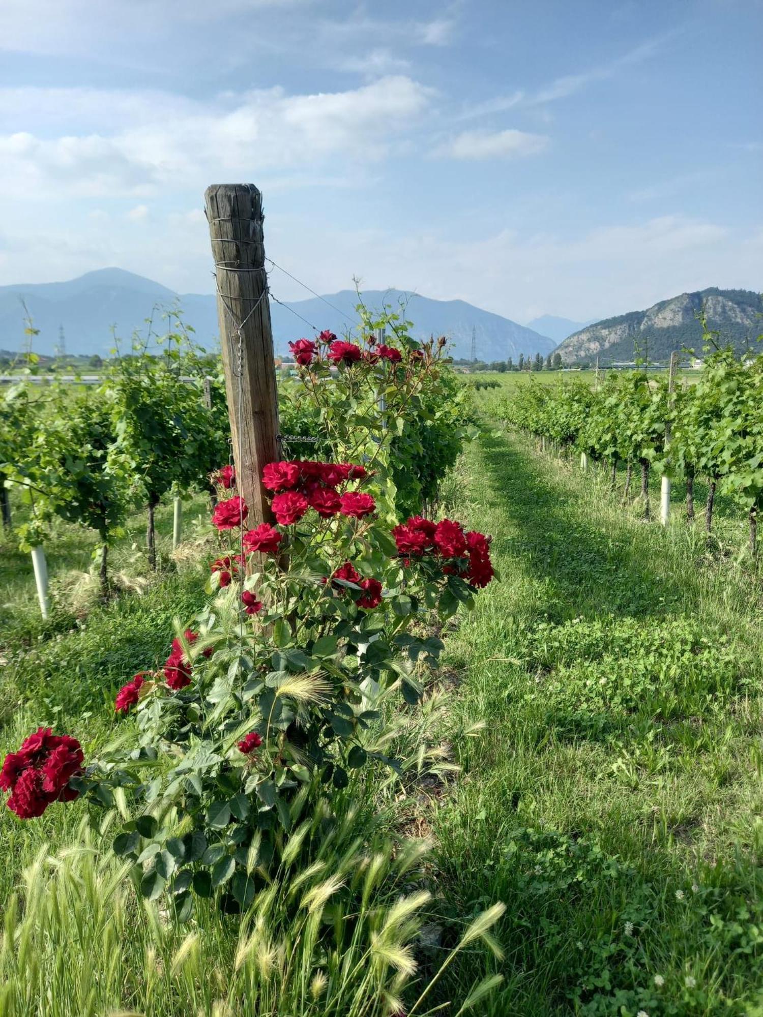 La Corte Del Bona - Vicino Alle Cantine E A Circa 15 Minuti Dal Lago Di Iseo - Erbusco Exterior foto