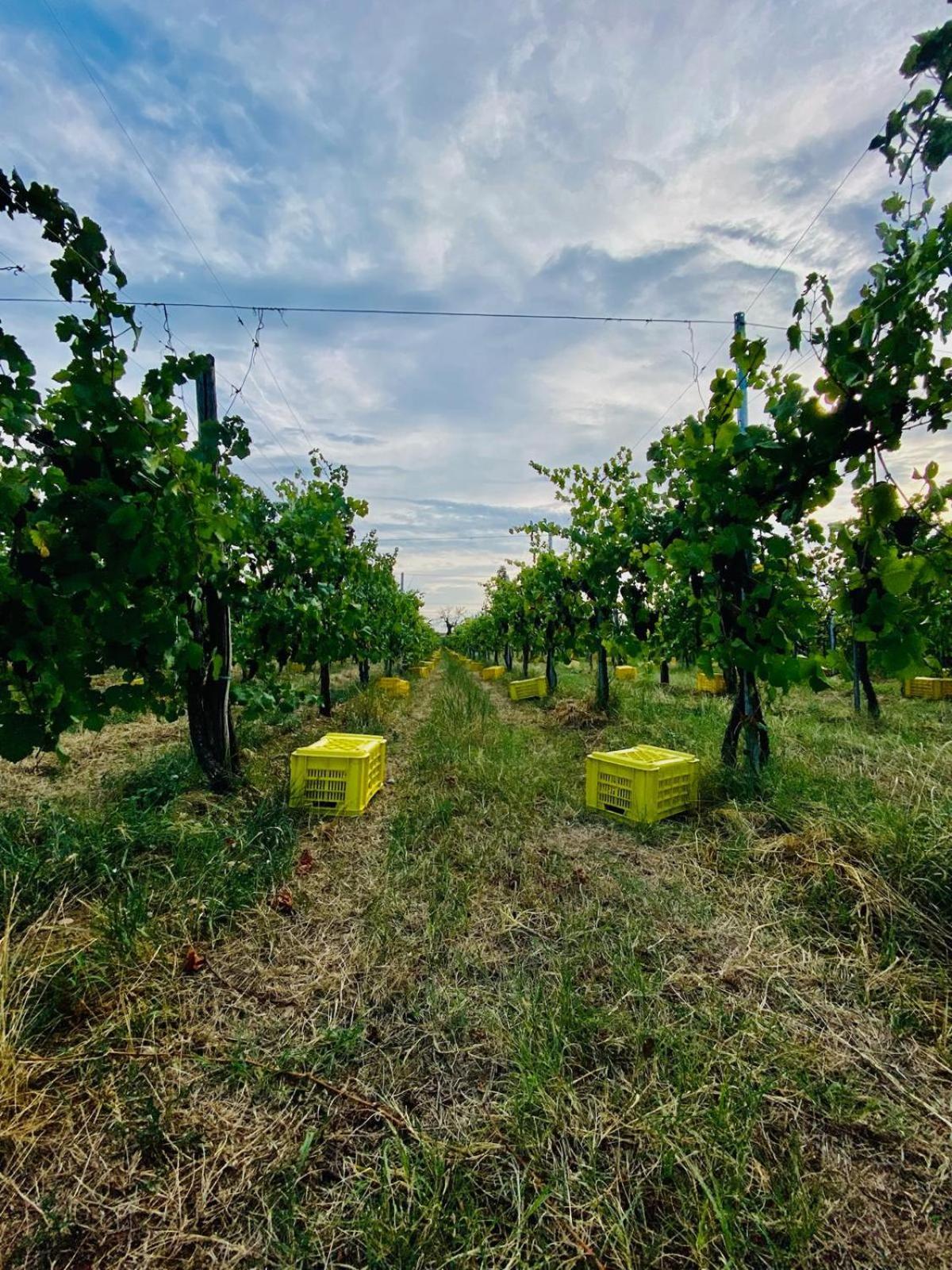 La Corte Del Bona - Vicino Alle Cantine E A Circa 15 Minuti Dal Lago Di Iseo - Erbusco Exterior foto