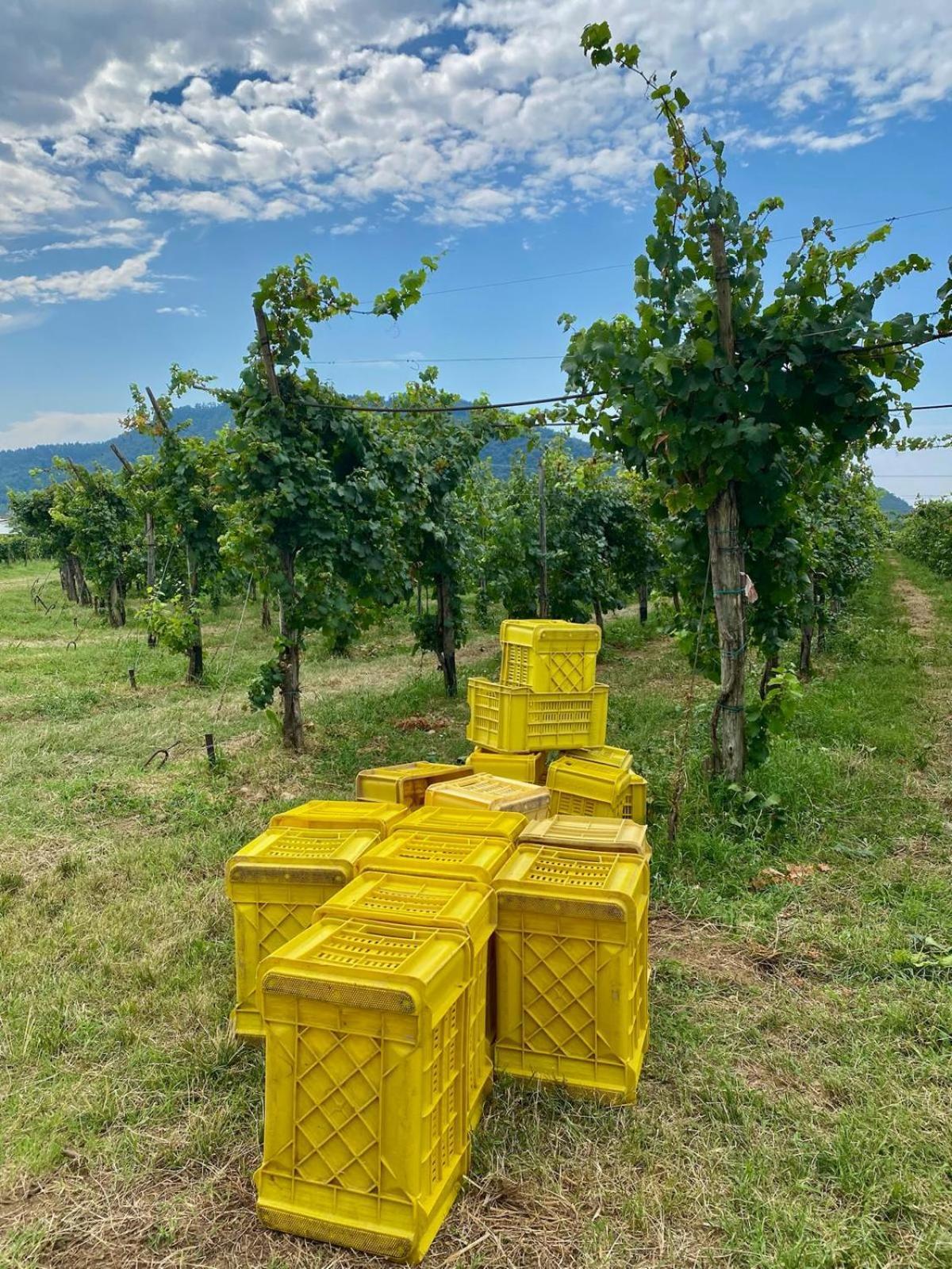 La Corte Del Bona - Vicino Alle Cantine E A Circa 15 Minuti Dal Lago Di Iseo - Erbusco Exterior foto